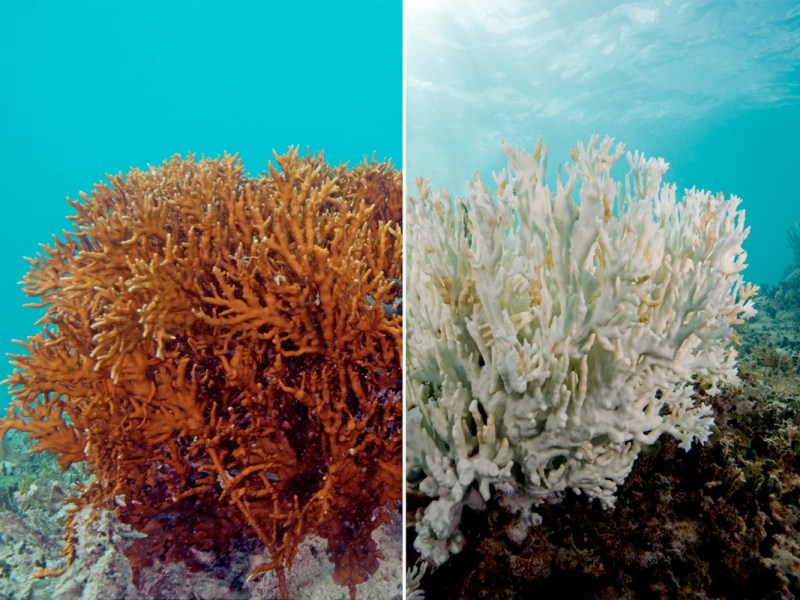 Coral and climate&nbsp;change