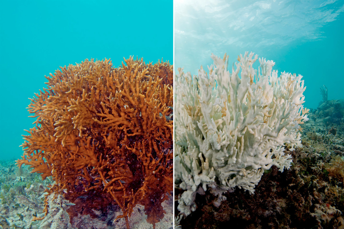 Coral and climate&nbsp;change