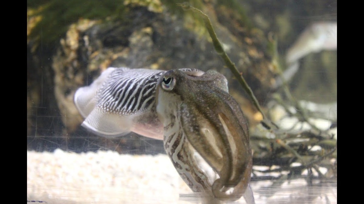 Aquariums and conservation